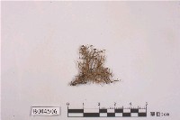 藏品(樹花屬)的圖片